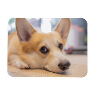 Magnet Flexible Animaux de bébés cutest   Chiot de Corgi au sol