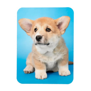 Magnet Flexible Animaux de bébés cutest   Chiot de Corgi en bleu