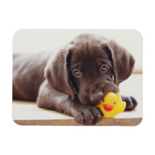 Magnet Flexible Animaux de bébés cutest Chocolat Labrador Puppy