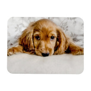 Magnet Flexible Animaux de bébés cutest Cocker Spaniel
