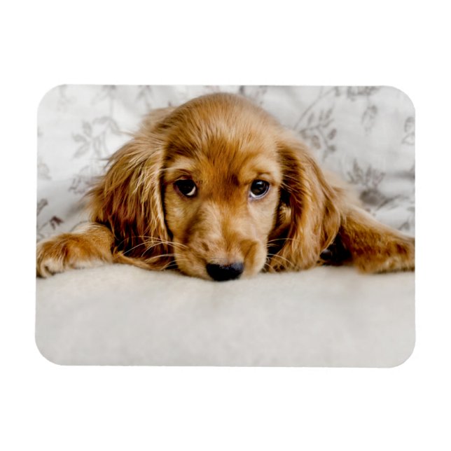 Magnet Flexible Animaux de bébés cutest | Cocker Spaniel (Horizontal)
