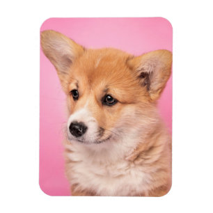 Magnet Flexible Animaux de bébés cutest   Corgi Chiot rose