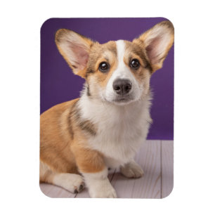 Magnet Flexible Animaux de bébés cutest   Corgi Chiple sur Purple