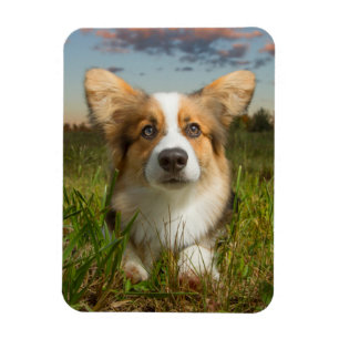 Magnet Flexible Animaux de bébés cutest   Corgi dans le nuage