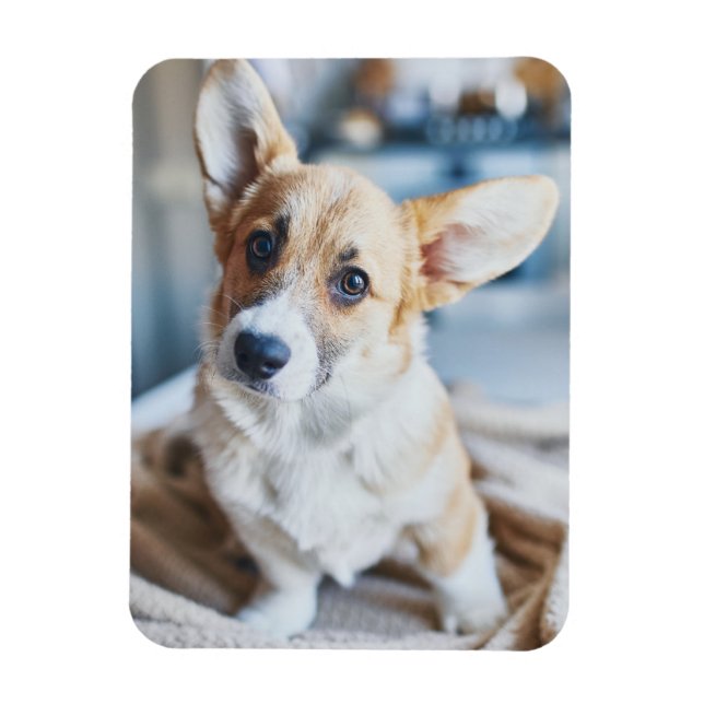 Magnet Flexible Animaux de bébés cutest | Corgi Head Tilt (Vertical)