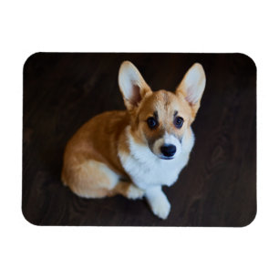 Magnet Flexible Animaux de bébés cutest   Corgi levant les yeux