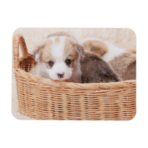 Magnet Flexible Animaux de bébés cutest   Corgi Miny Puppy