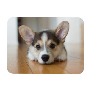 Magnet Flexible Animaux de bébés cutest   Corgi Puppy