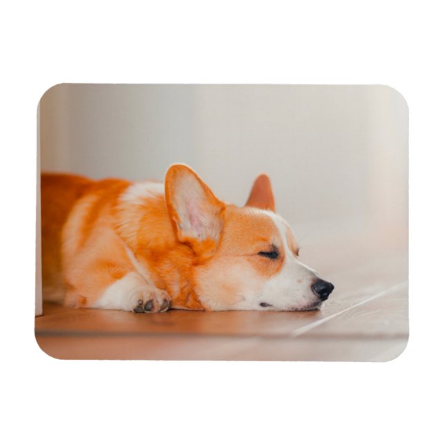 Magnet Flexible Animaux de bébés cutest | Corgi Sleeping (Horizontal)
