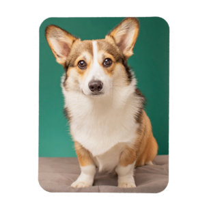 Magnet Flexible Animaux de bébés cutest   Corgi sur Turquoise