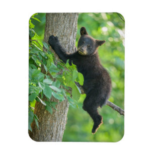 Magnet Flexible Animaux de bébés cutest Cube d'ours noir