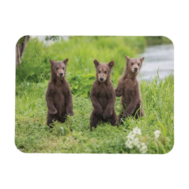 Magnet Flexible Animaux de bébés cutest | Cubes d'ours Brown Kamch (Horizontal)