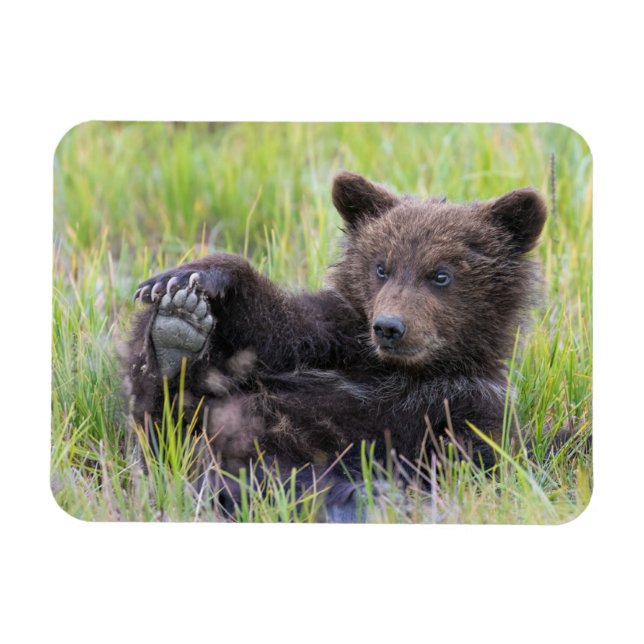 Magnet Flexible Animaux de bébés cutest | Cute Brown Bear Cub Joue (Horizontal)