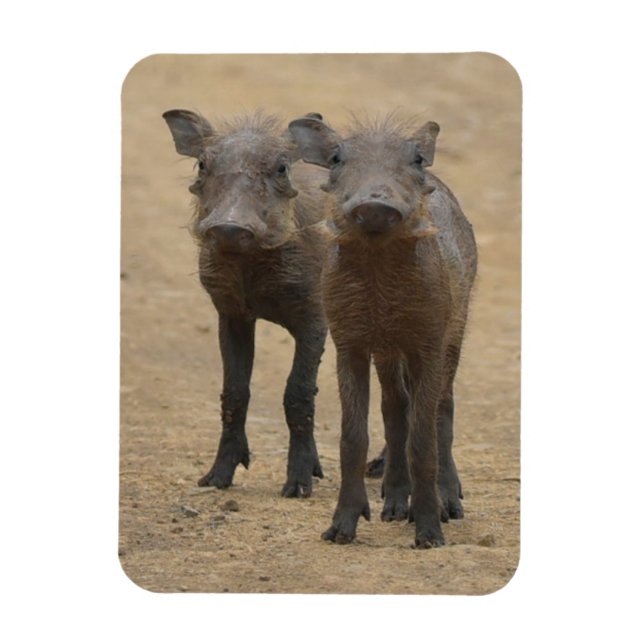 Magnet Flexible Animaux de bébés cutest | Deux jeunes phacochères (Vertical)