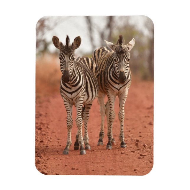 Magnet Flexible Animaux de bébés cutest | Deux jeunes zèbres (Vertical)