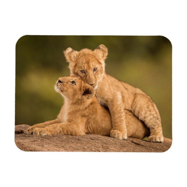 Magnet Flexible Animaux de bébés cutest | Deux Lions Cubs (Horizontal)