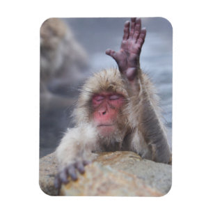 Magnet Flexible Animaux de bébés cutest Face de singe de neige
