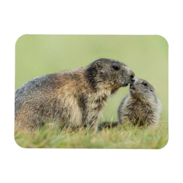 Magnet Flexible Animaux de bébés cutest | Famille des marmottes al (Horizontal)