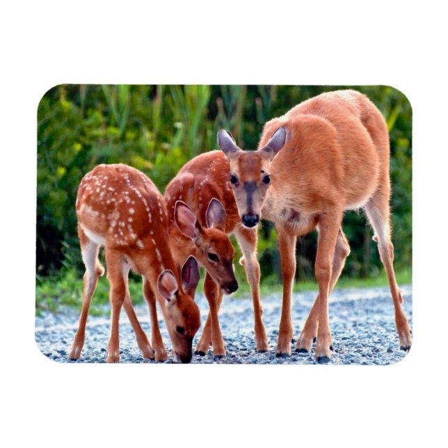 Magnet Flexible Animaux de bébés cutest | Fawn with Babies (Horizontal)