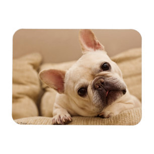 Magnet Flexible Animaux de bébés cutest   French Bulldog Head Tilt