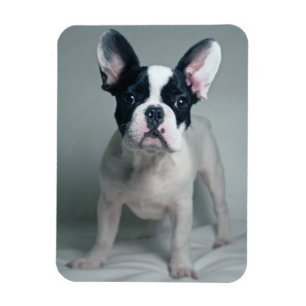 Magnet Flexible Animaux de bébés cutest French Bulldog Puppy