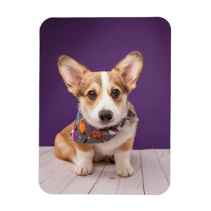 Magnet Flexible Animaux de bébés cutest   Halloween Corgi