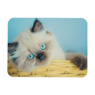 Magnet Flexible Animaux de bébés cutest   Himalaya Seal Point Cat