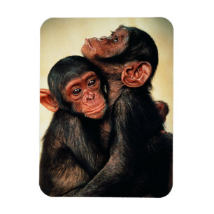 Magnet Flexible Animaux de bébés cutest   Hug de chimpanzé