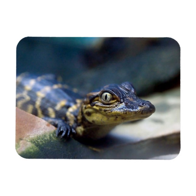Magnet Flexible Animaux de bébés cutest | Jeune alligator (Horizontal)