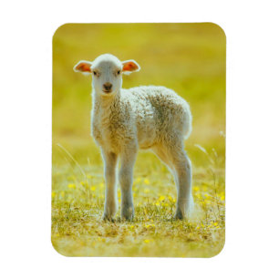 Magnet Flexible Animaux de bébés cutest Jeune mouton
