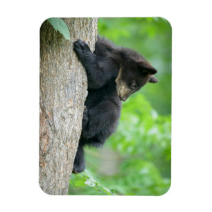 Magnet Flexible Animaux de bébés cutest Jeune ours Ours Noir
