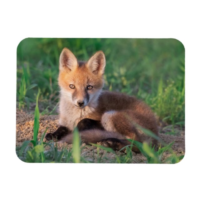 Magnet Flexible Animaux de bébés cutest | Kit Red Fox Relaxant (Horizontal)