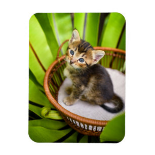 Magnet Flexible Animaux de bébés cutest Kitten dans le panier