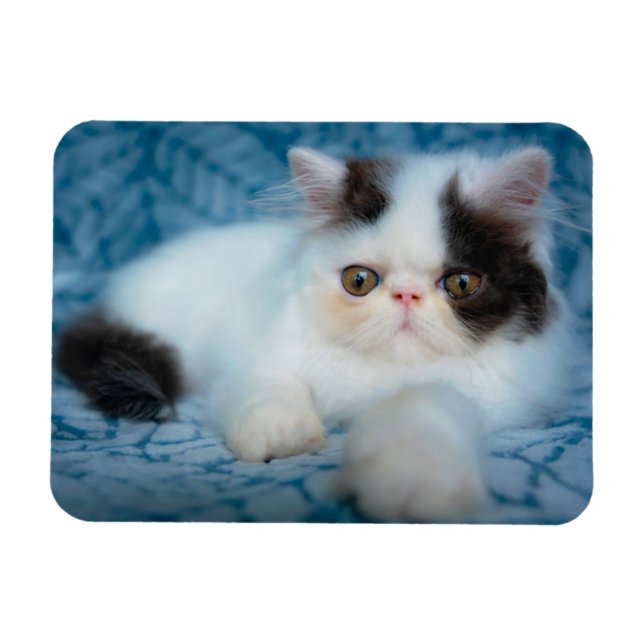 Magnet Flexible Animaux de bébés cutest | Kitten noir et blanc (Horizontal)