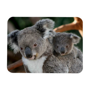 Magnet Flexible Animaux de bébés cutest   Koala et Joey