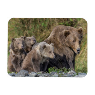 Magnet Flexible Animaux de bébés cutest   Kodiak Mama Bear & Cubs