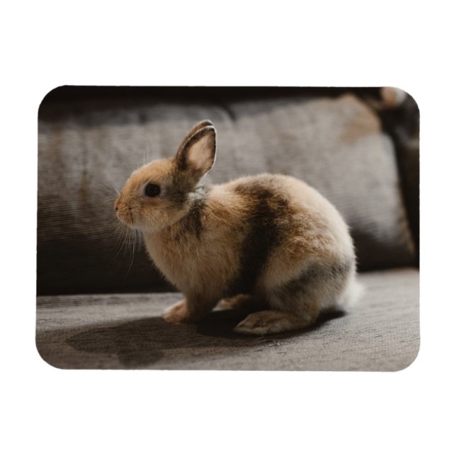 Magnet Flexible Animaux de bébés cutest | Lapin nain de Pays-Bas (Horizontal)