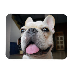 Magnet Flexible Animaux de bébés cutest Le visage de Bulldog