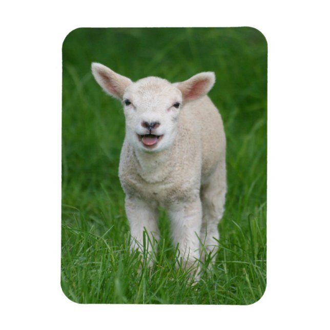 Magnet Flexible Animaux de bébés cutest | Lil Lamb (Vertical)