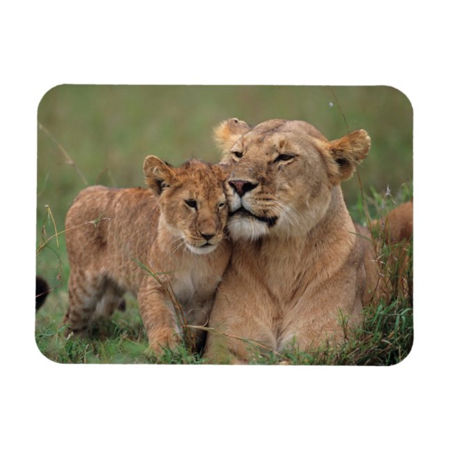 Magnet Flexible Animaux de bébés cutest | Lion Cub & Mother (Horizontal)