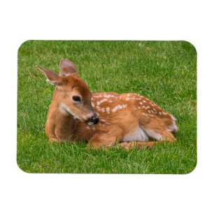 Magnet Flexible Animaux de bébés cutest   Little Fawn