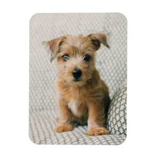 Magnet Flexible Animaux de bébés cutest   Norfolk Terrier Puppy