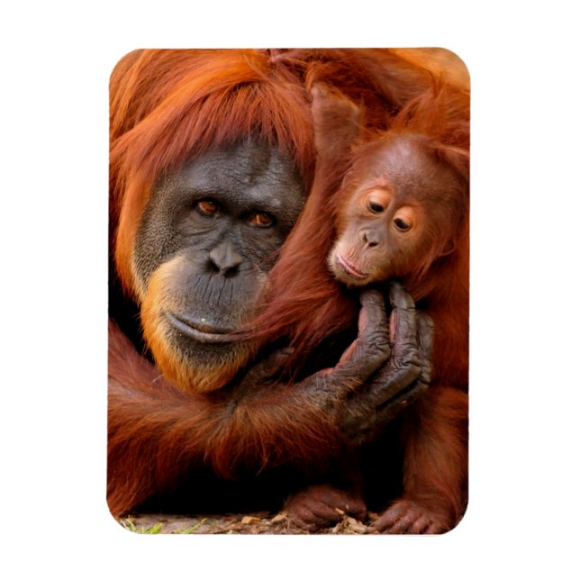 Magnet Flexible Animaux de bébés cutest | Orangutan Maman & Baby (Vertical)