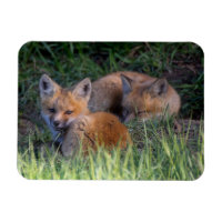 Animaux de bébés cutest | Paire de frères et soeur