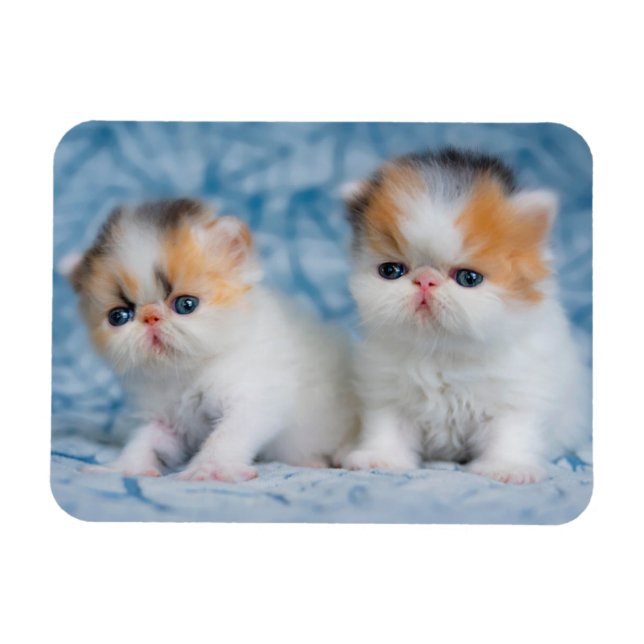 Magnet Flexible Animaux de bébés cutest | Persian Calico Kitten (Horizontal)