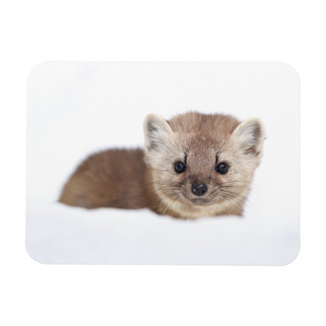Magnet Flexible Animaux de bébés cutest | Pine Marten (Horizontal)