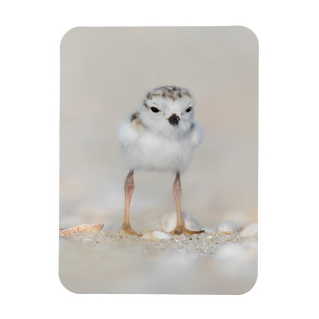 Magnet Flexible Animaux de bébés cutest | Poussette de tuyauterie (Vertical)