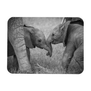 Magnet Flexible Animaux de bébés cutest   Salutation des éléphants