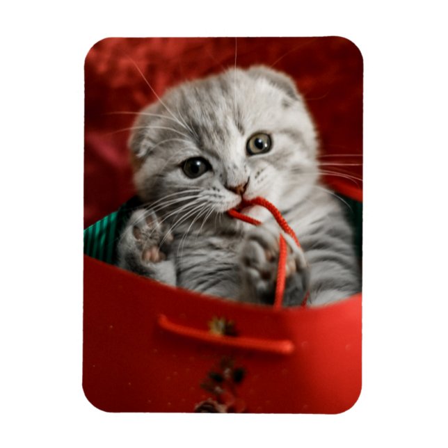 Magnet Flexible Animaux de bébés cutest | Scottish Fold Kitten (Vertical)