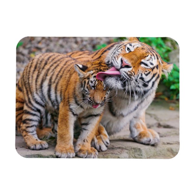 Magnet Flexible Animaux de bébés cutest | Sibérie Tiger Famille (Horizontal)